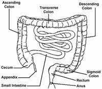 digestive system diagram